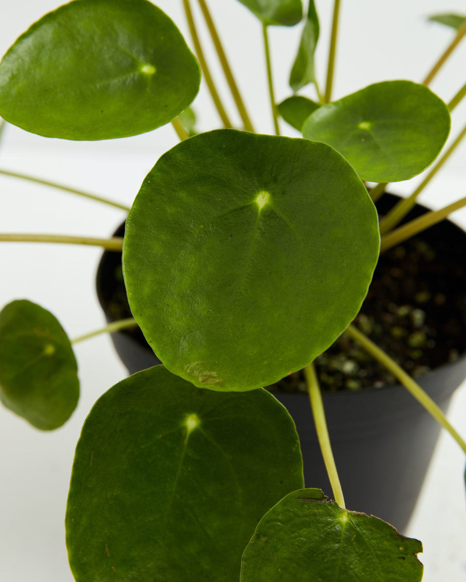 Chinese Money Tree Plant (Pilea Peperomioides) Featured Image