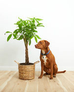Money Tree Plant Featured Image