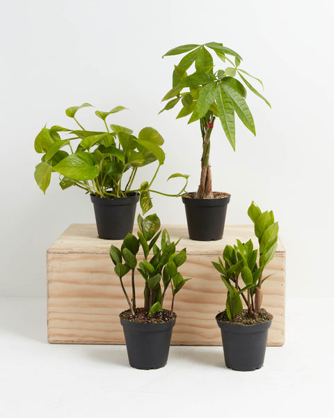 New Plant Parents Bundle | Money Tree & ZZ Plant