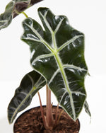 Alocasia Polly Featured Image