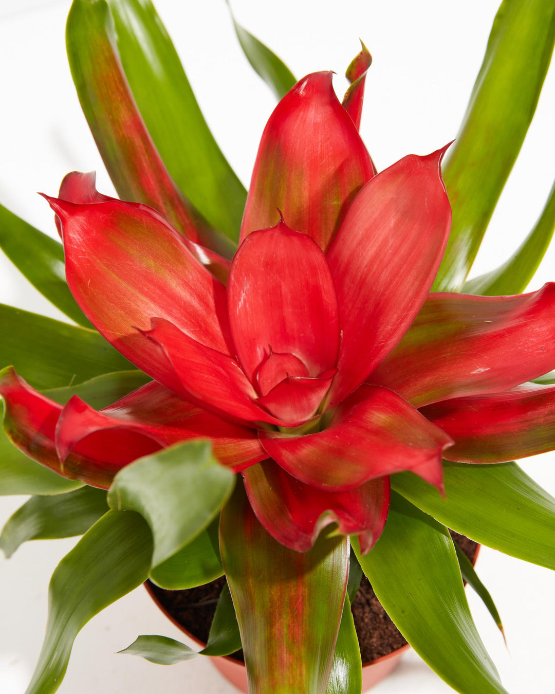 Neoregelia Bromeliad: 4 Pack