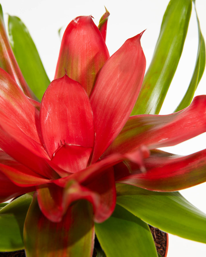 Neoregelia Bromeliad: 4 Pack