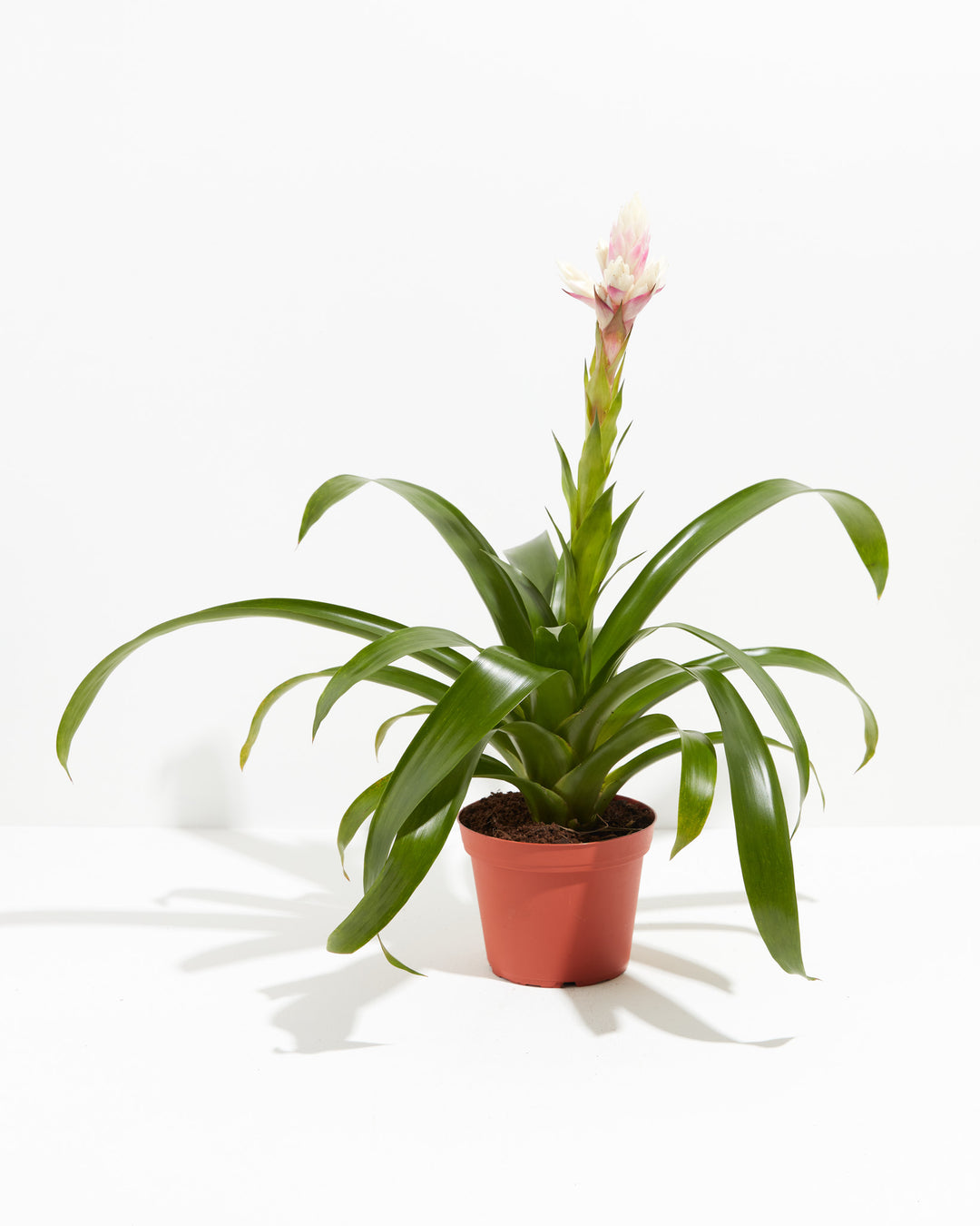 'Priscilla' Guzmania Bromeliad, Lively Root, Plant, Size, Medium, , 