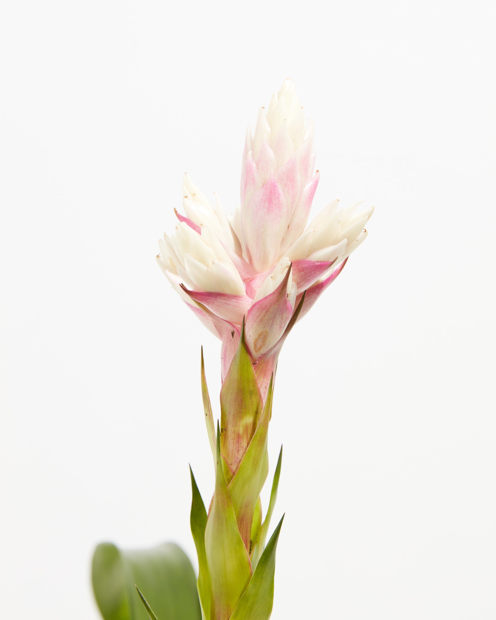 Lively Root Guzmania Bromeliad - Thumbnail 3