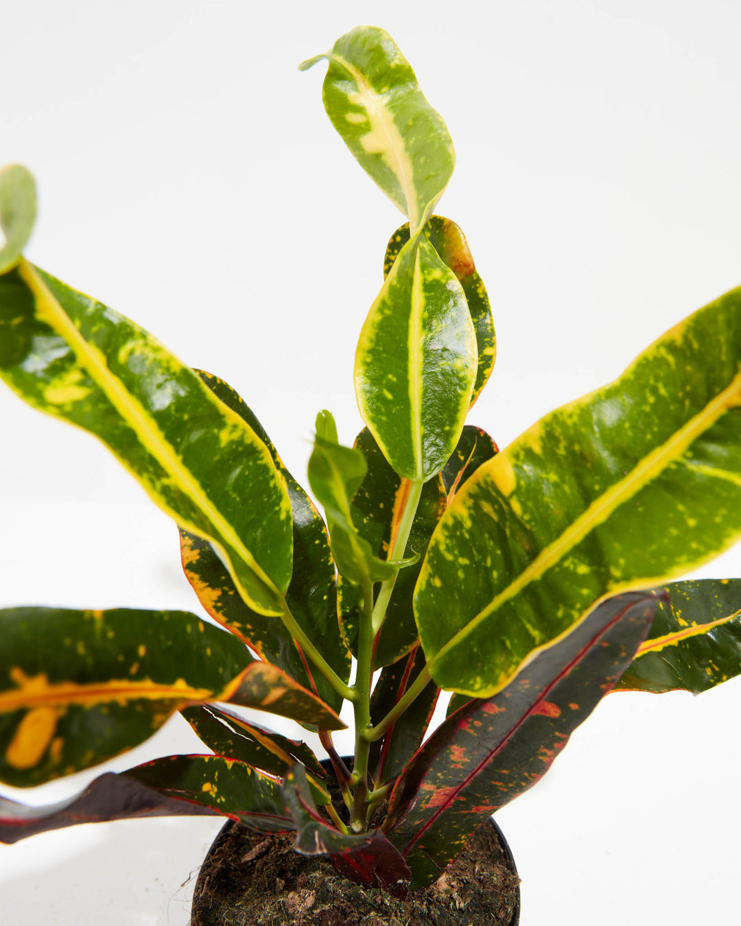 mammy croton spacing Shop Croton Mammy (Codiaeum Variegatum): Easy-Care & Stylish
