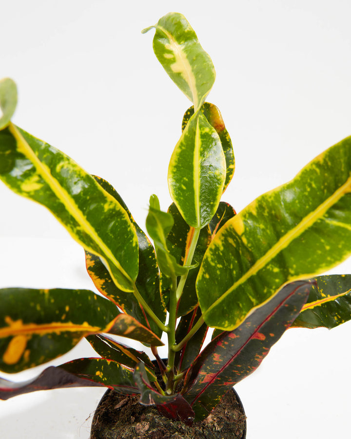croton mammy indoor care Shop Croton Mammy (Codiaeum Variegatum): Easy-Care & Stylish