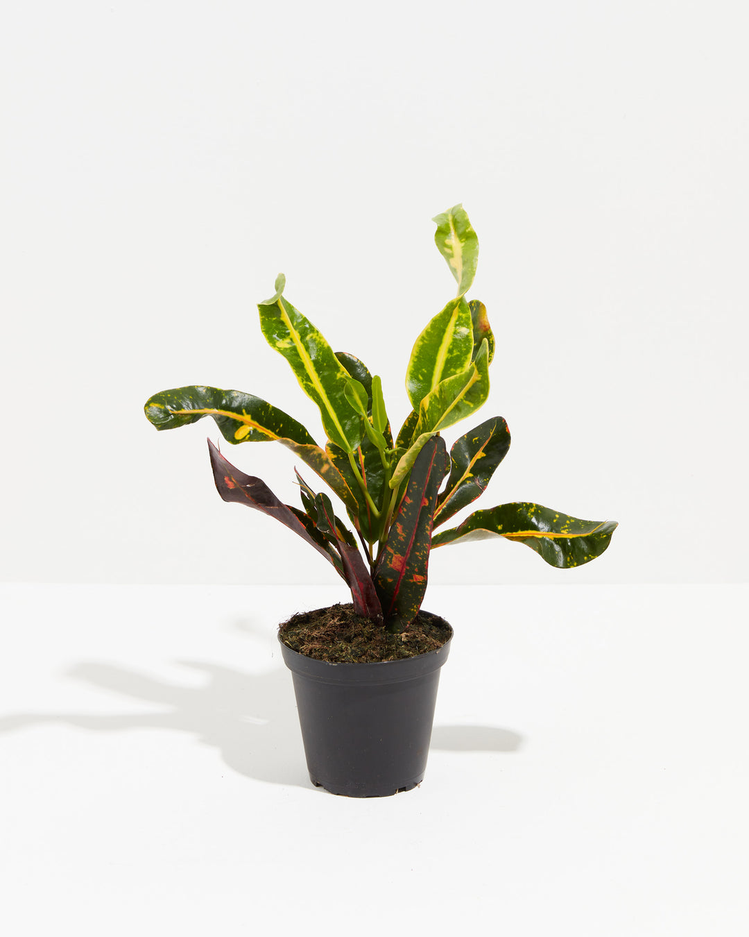 croton mammy edges curling Shop Croton Mammy (Codiaeum Variegatum): Easy-Care & Stylish