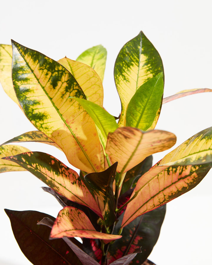 Croton Iceton Tropical Lively Root
