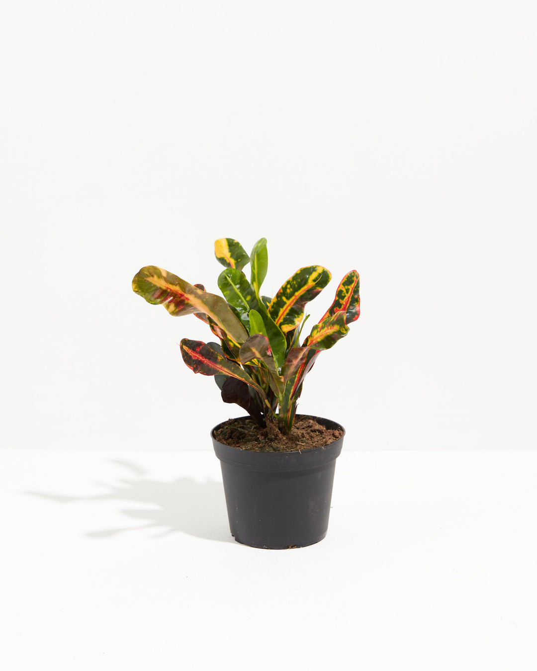 croton mammy vs petra Shop Croton Mammy (Codiaeum Variegatum): Easy-Care & Stylish