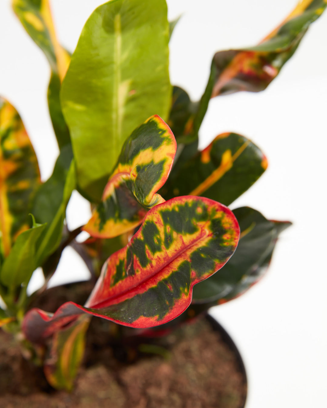 croton mammy edges curling Shop Croton Mammy (Codiaeum Variegatum): Easy-Care & Stylish