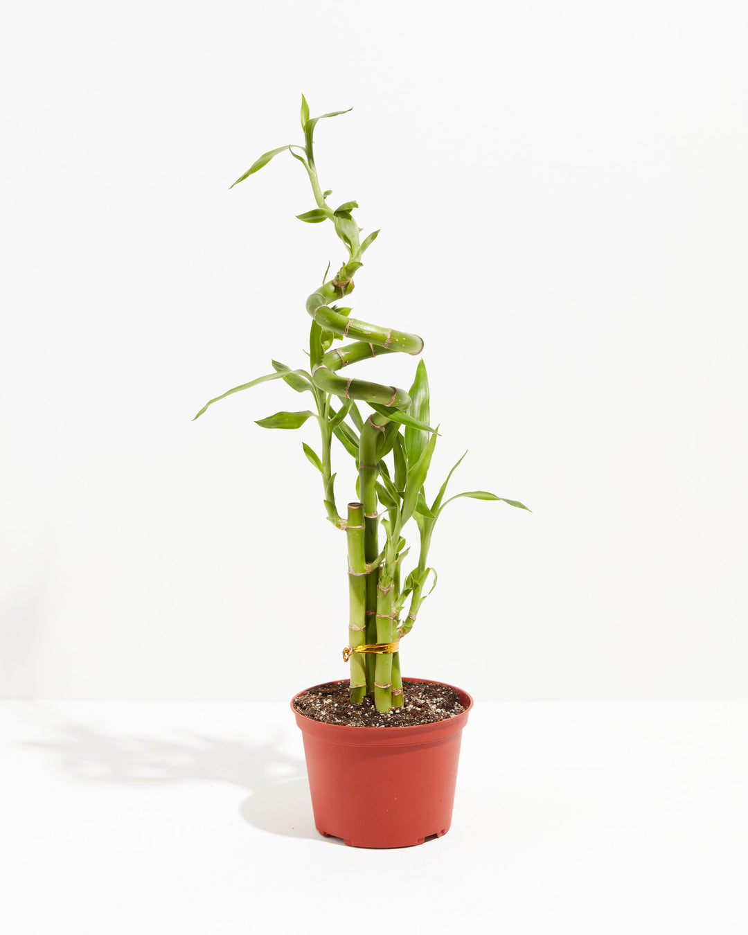 Lucky Bamboo Dracaena Tree, Lively Root, Plant, Size, Medium, , 