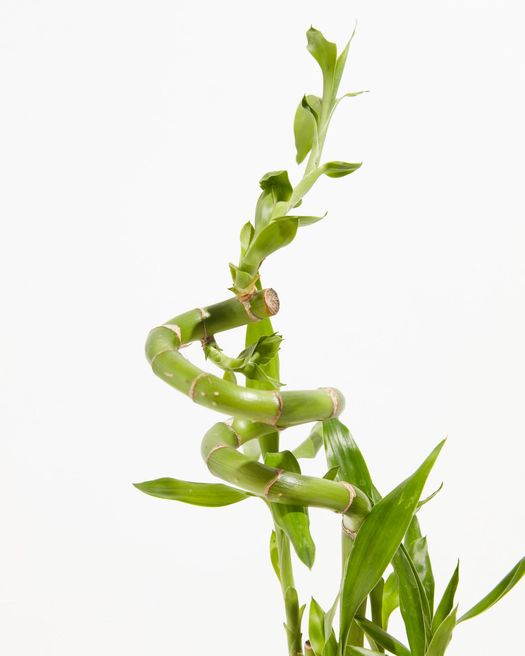 Lucky Bamboo Dracaena Tree, Lively Root, Plant, , , , 