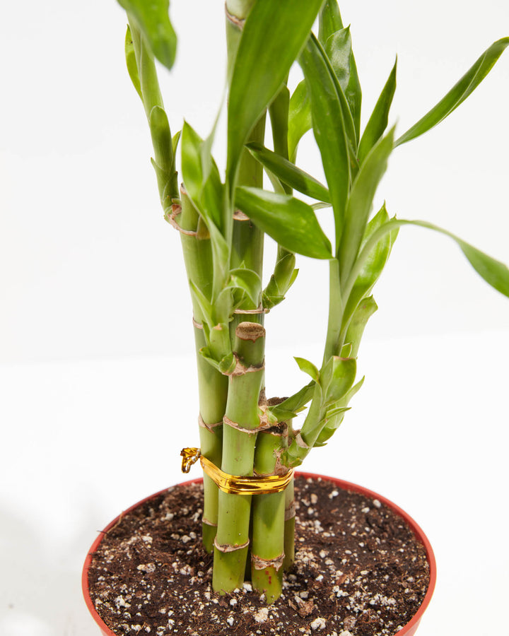 lucky bamboo in potting soil Lucky Bamboo | Dracaena Sanderiana