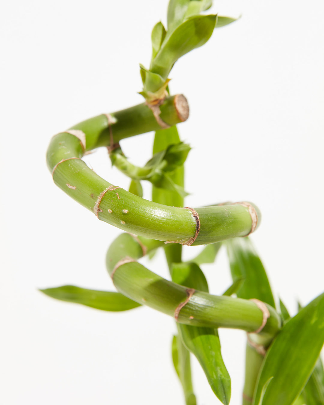 Lucky Bamboo Dracaena Tree, Lively Root, Plant, Detail, , , 