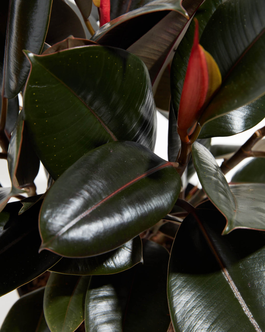 Burgundy Rubber Tree, Lively Root, Plant, , , , detail