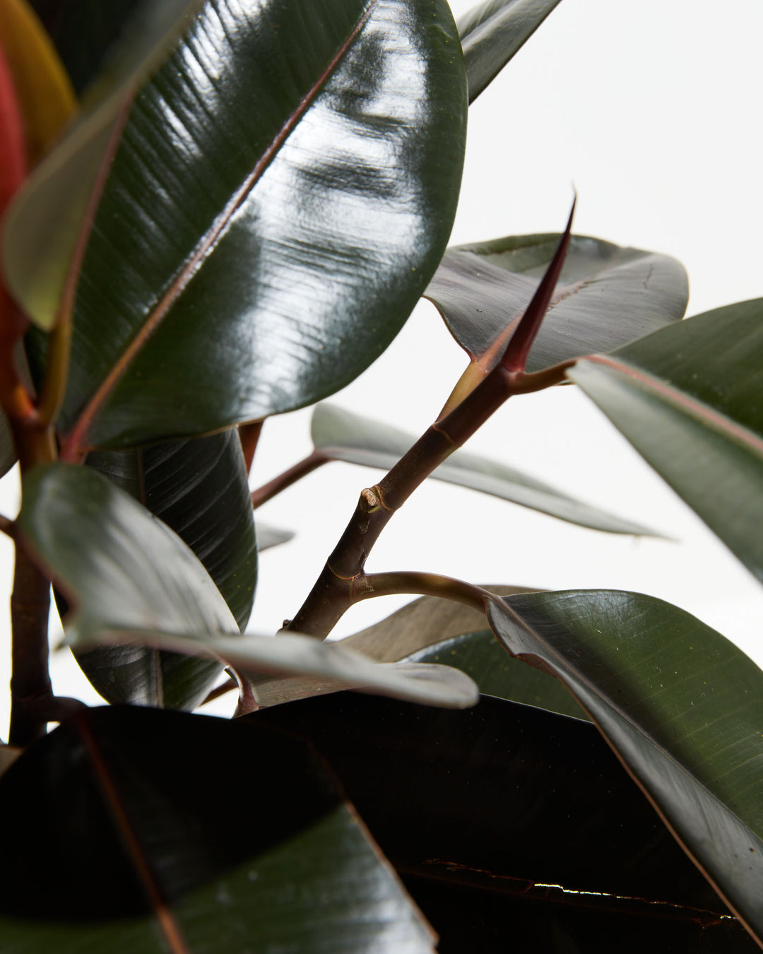 dark rubber tree Ficus Elastica (Burgundy Rubber Tree), Including Care Guide