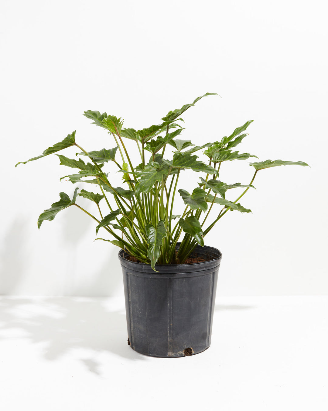 planta philodendron xanadu Philodendron Xanadu | Big Leaf Plants