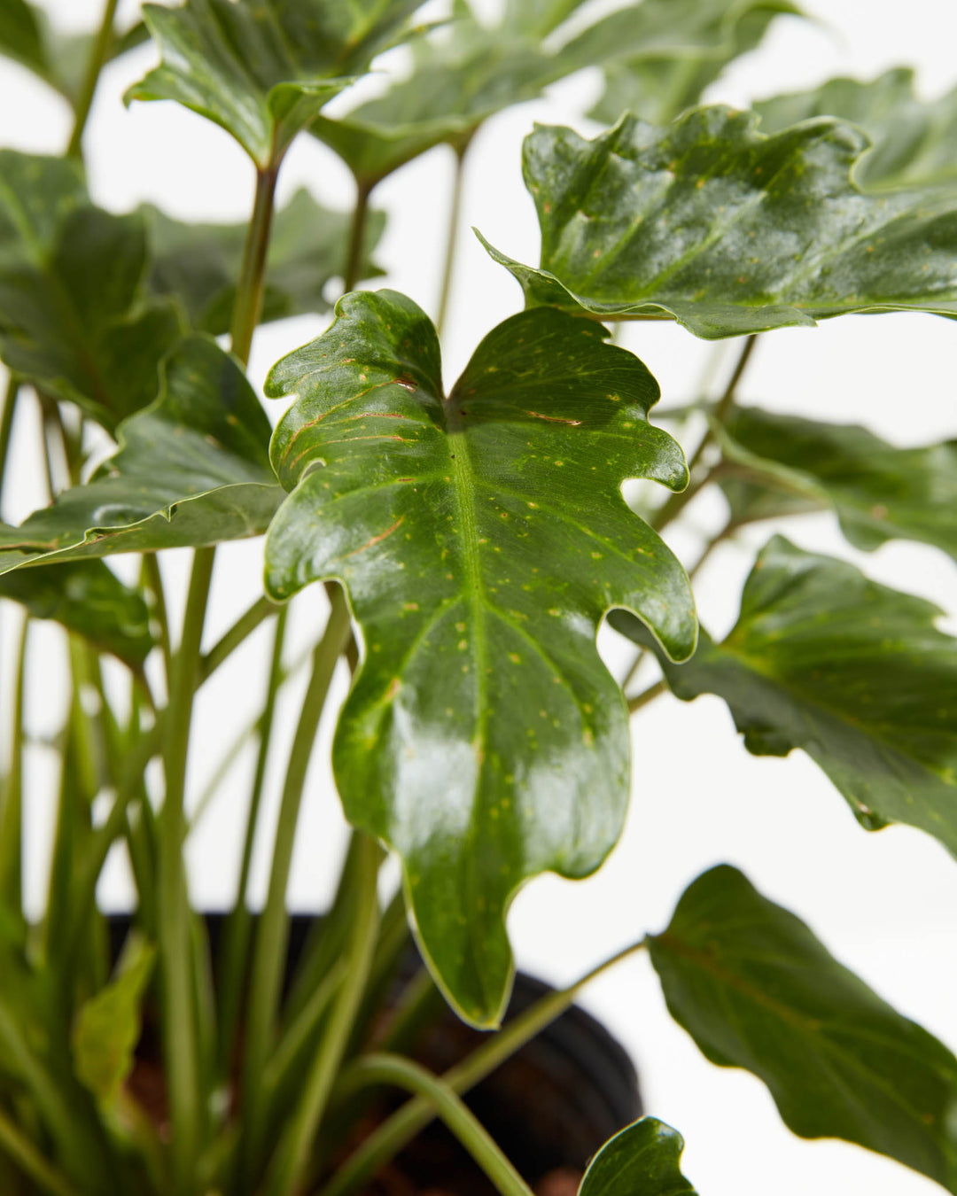 botanical name xanadu philodendron Philodendron Xanadu | Big Leaf Plants