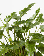 Philodendron Xanadu Featured Image