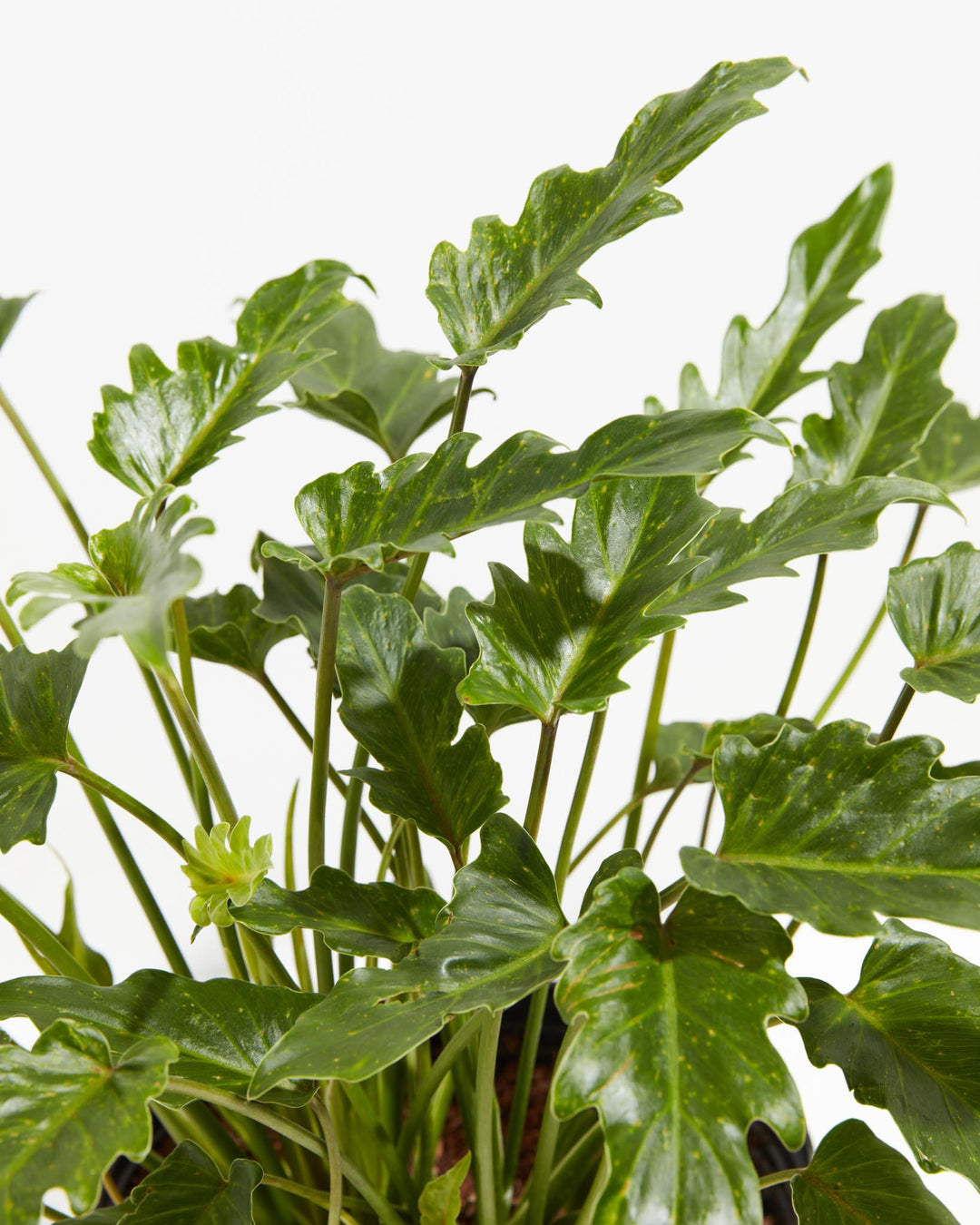 philodendron xanadu aerial roots Philodendron Xanadu | Big Leaf Plants