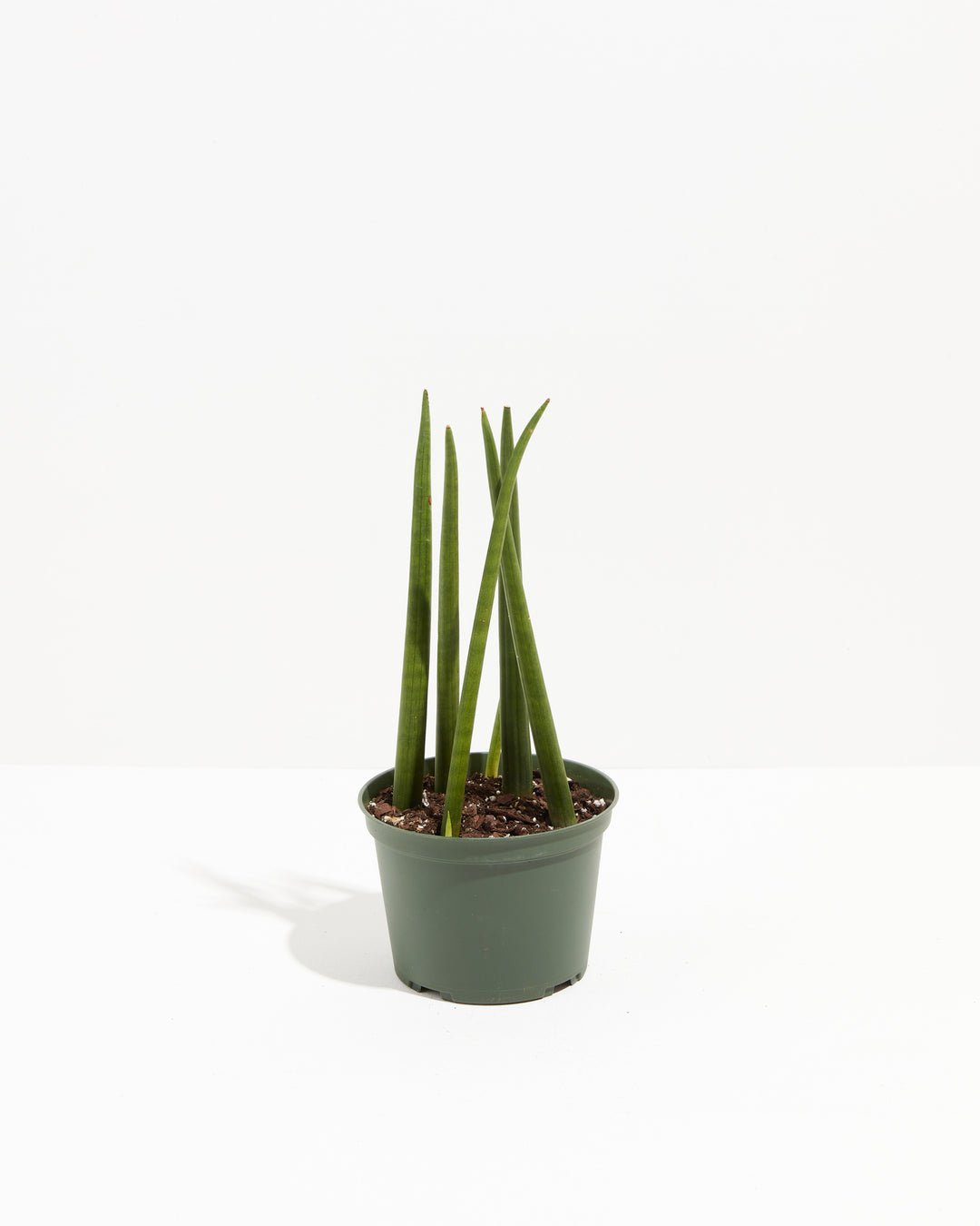 Sansevieria Cylindrica, Lively Root, Plant, Size, Medium, , 