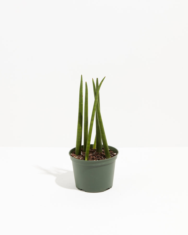 Sansevieria Cylindrica, Lively Root, Plant, Size, Medium, , 