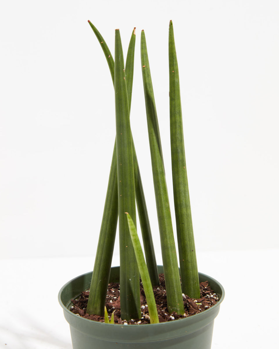 Sansevieria Cylindrica Featured Image