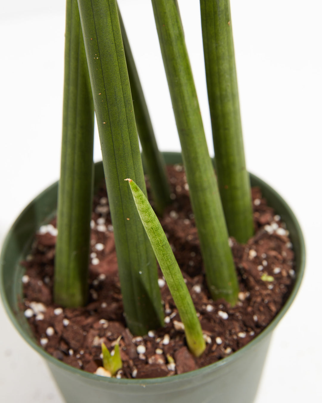 Sansevieria Cylindrica, Lively Root, Plant, , , , 