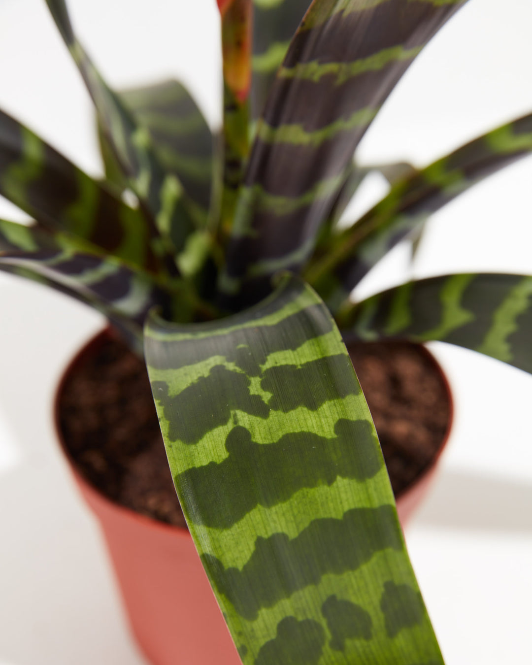 vriesea indoor plant Bromeliad Vriesea For Sale, Care Guide & Growing Tips
