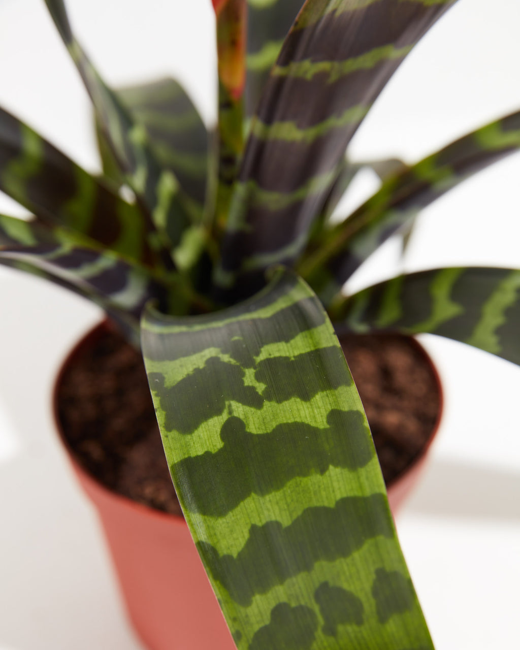 | Lively Plants | Indoor Root | Bromeliad Vriesea
