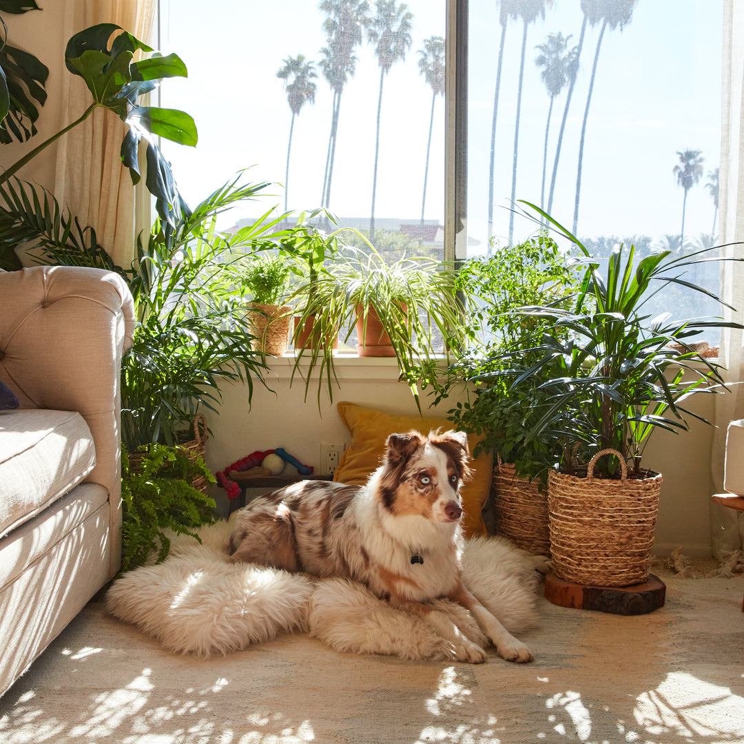 Quarterly Pet Friendly Plant Subscription, Lively Root, Subscription, Size, Medium, , 