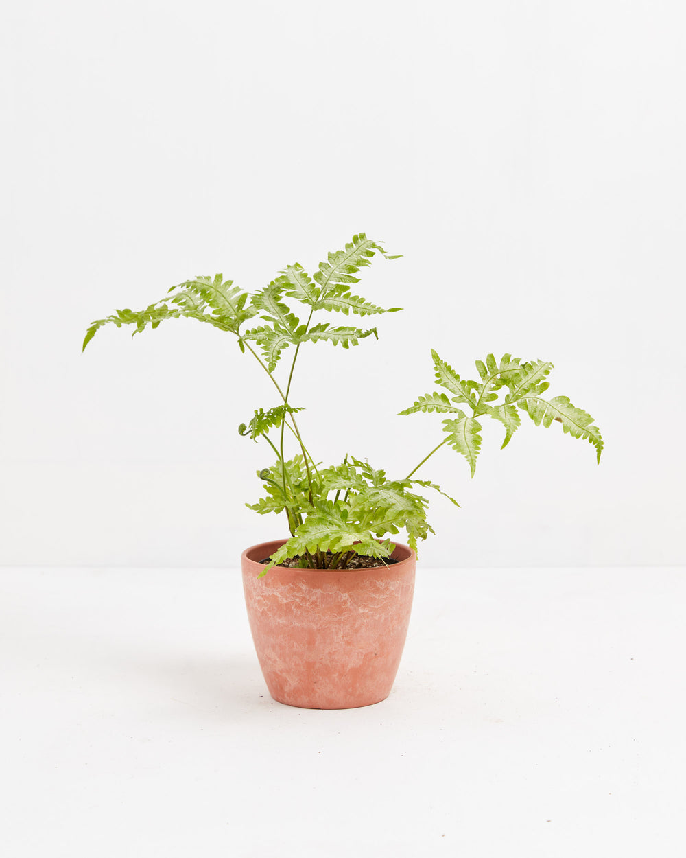 Fern Silver, Lively Root, Plant, , , , 