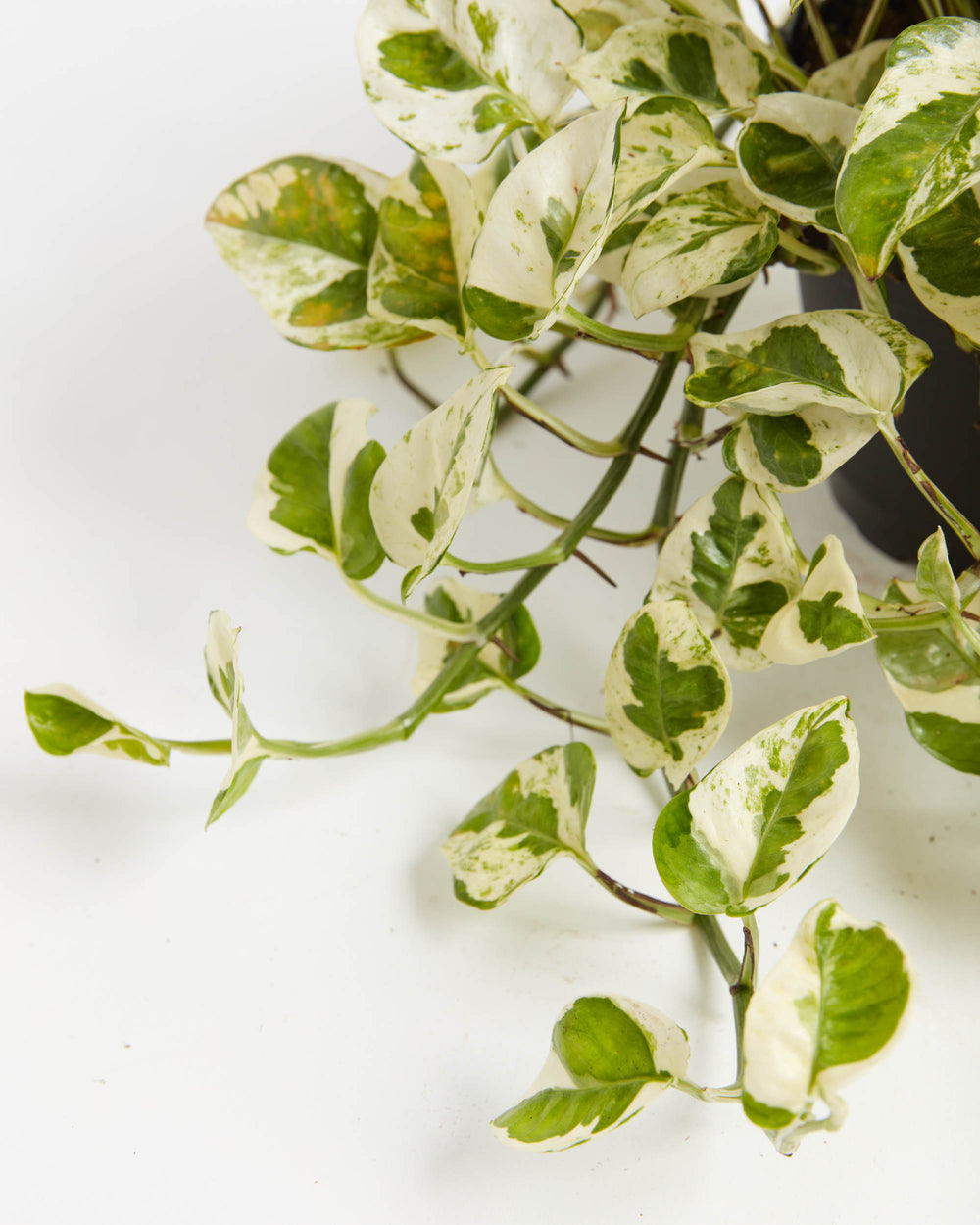 jade and pearl plant Pearls And Jade Pothos for Sale | Including Care Guide