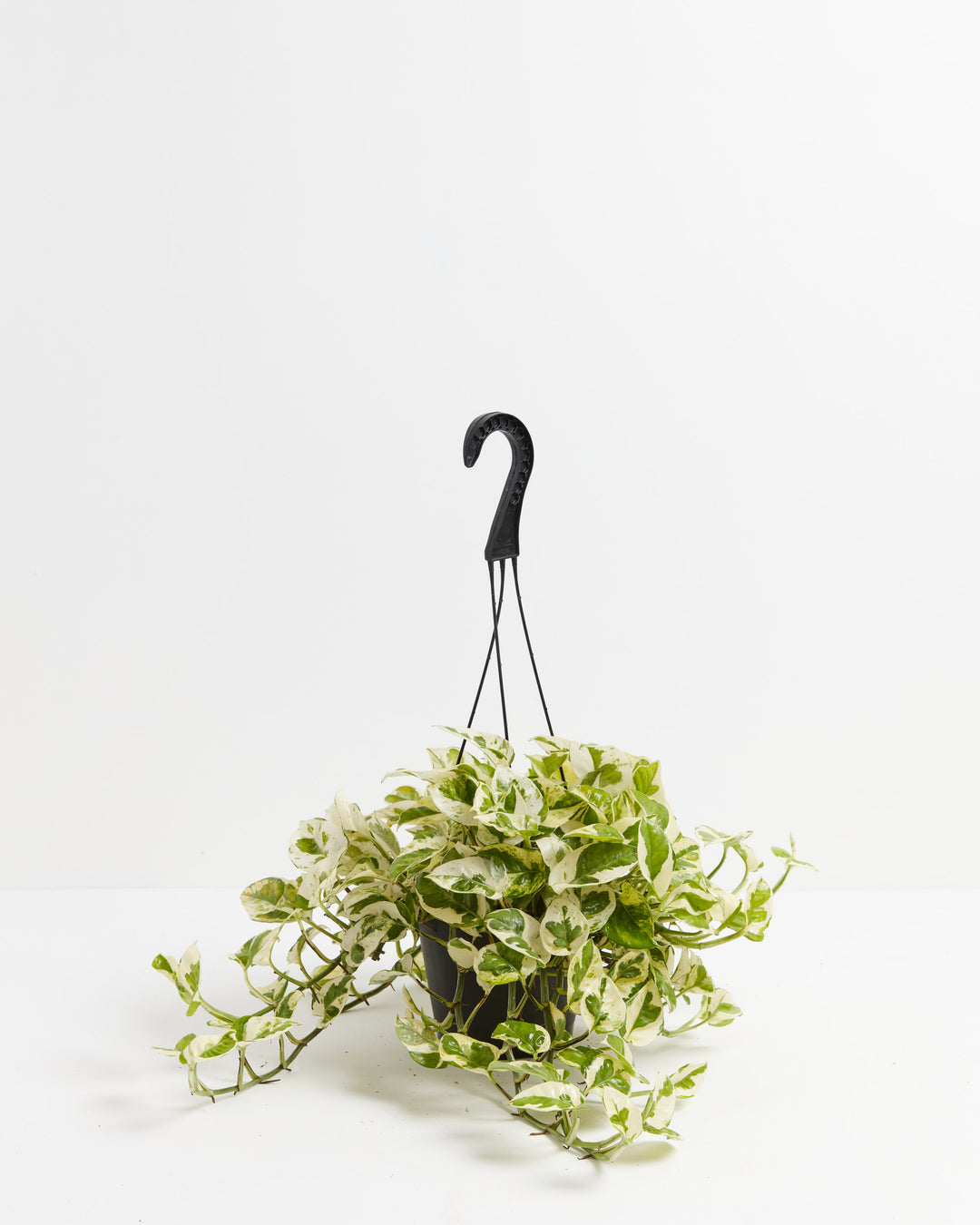 pearl and jade philodendron Pearls And Jade Pothos for Sale | Including Care Guide
