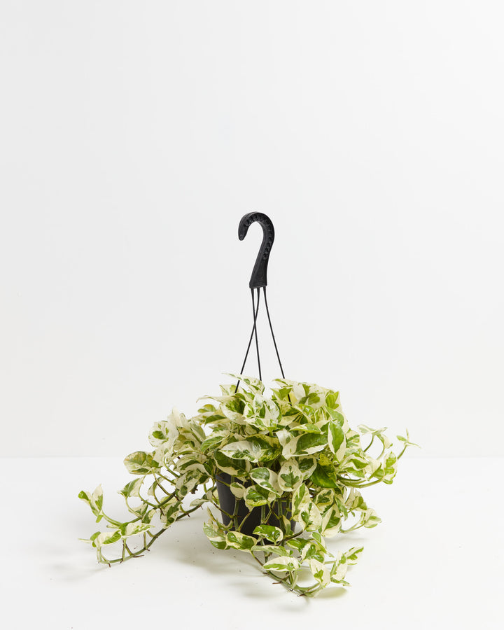 pearl pothos plant Pearls And Jade Pothos for Sale | Including Care Guide
