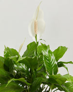Peace Lily Plant (Spathiphyllum) Featured Image