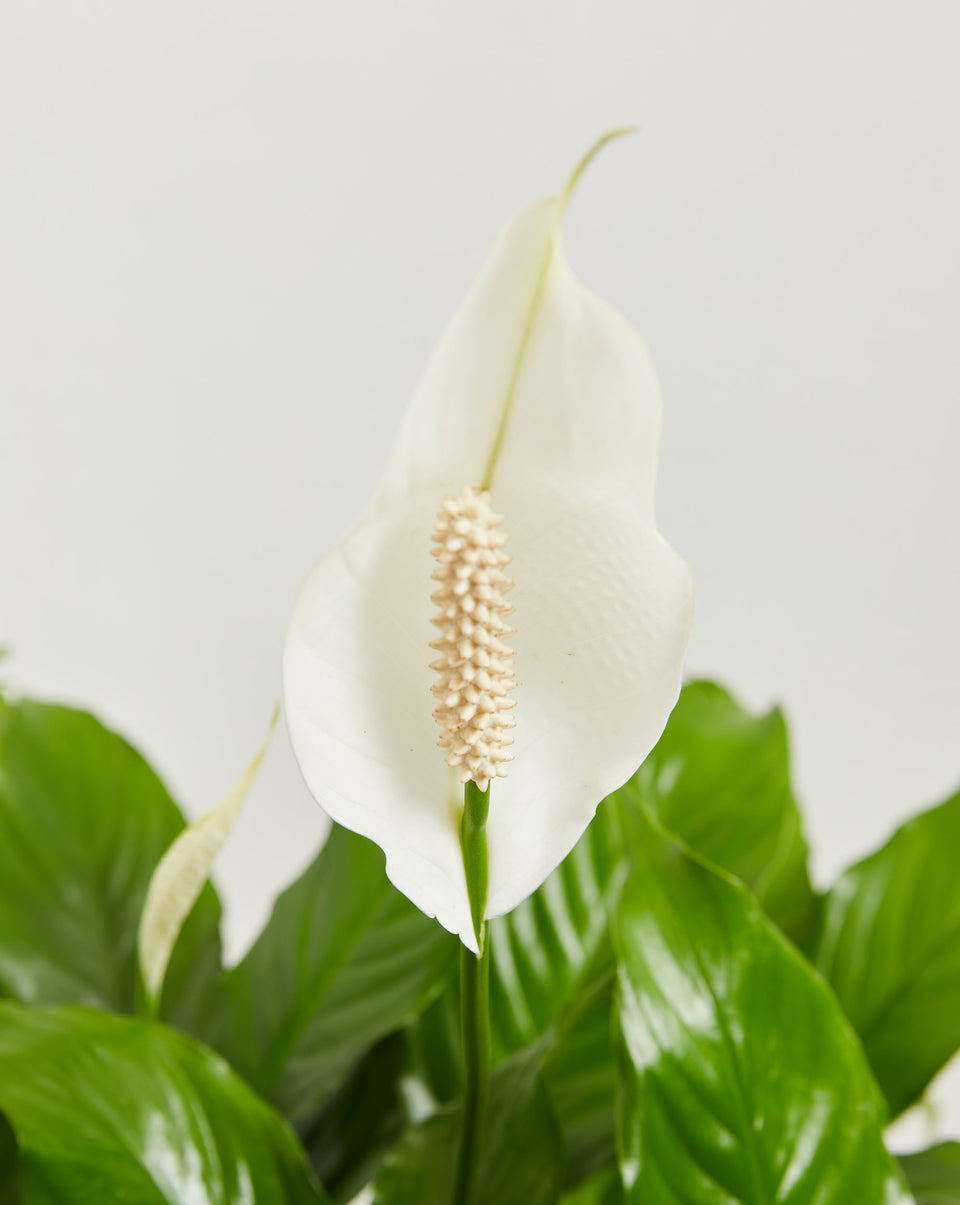 Peace Lily Plant (Spathiphyllum) Featured Image
