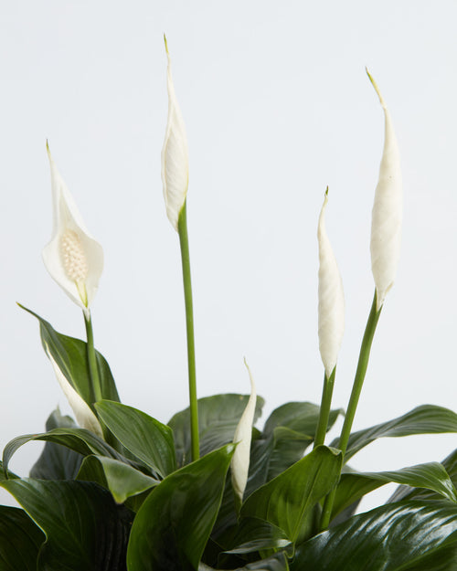 Peace Lily Meaning, Symbolism & Spiritual Insights
