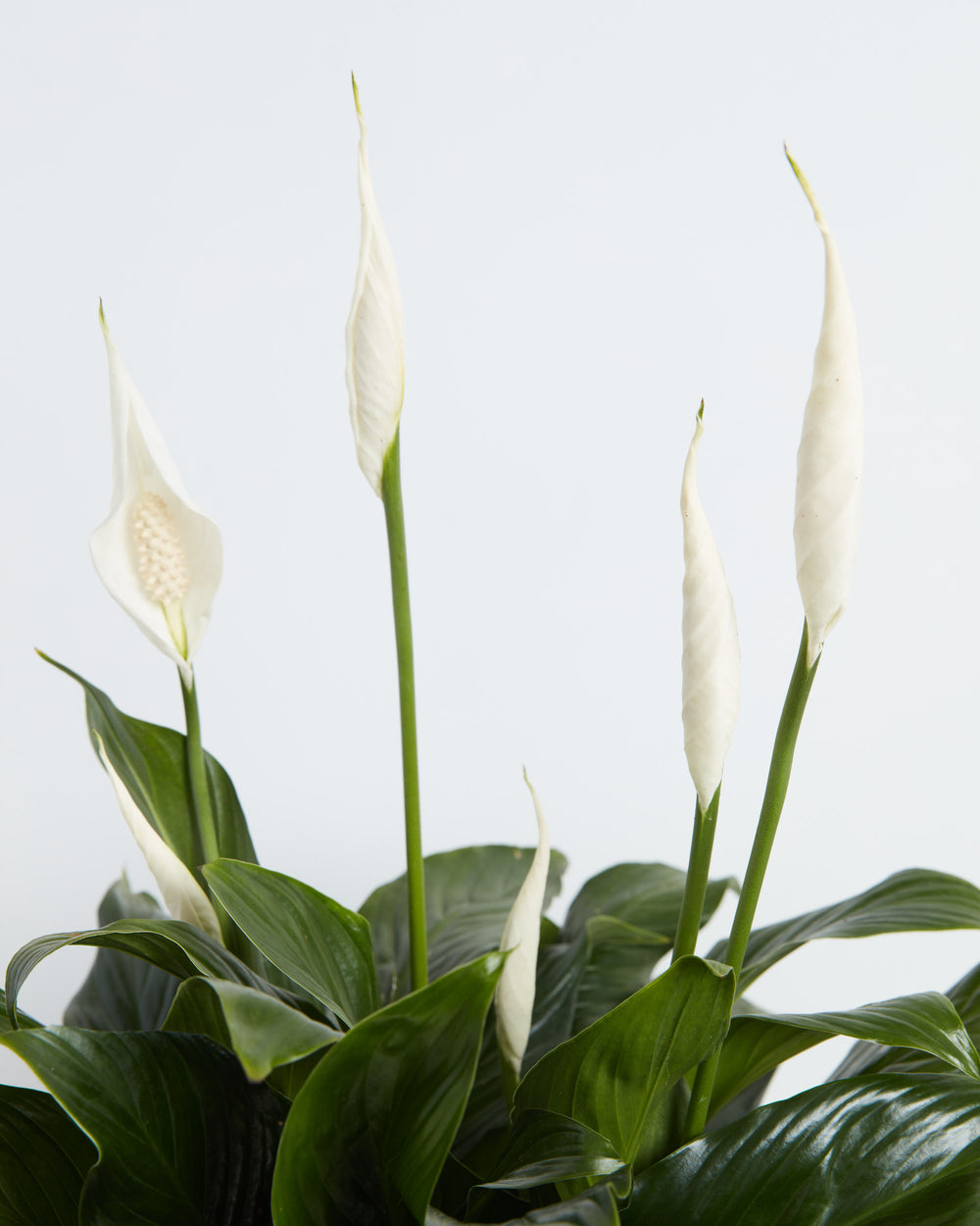 is peace lily a succulent Easy Care Sympathy Collection | Succulent & Peace Lily