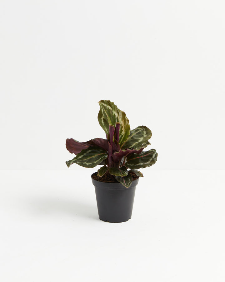 prayer plant medallion Calathea Medallion | Prayer Plants