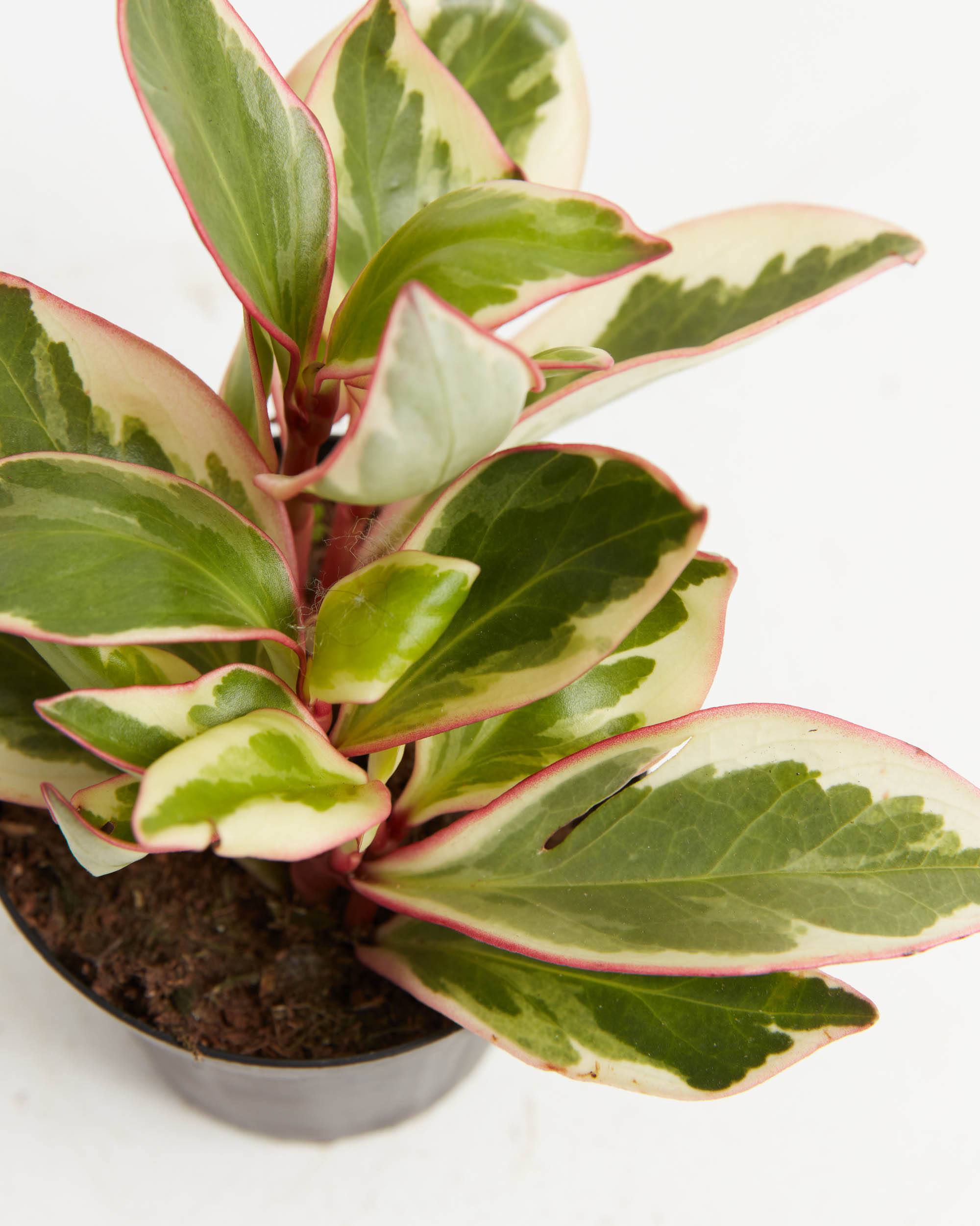 Peperomia Ginny for Sale: Perfect for Small Spaces & Offices