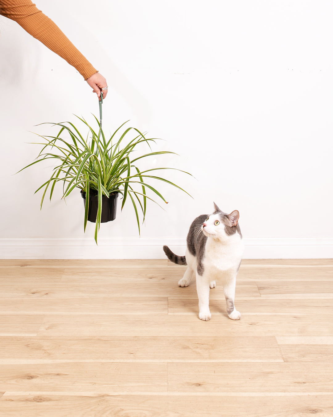 Spider Plant (Variegated Reverse)