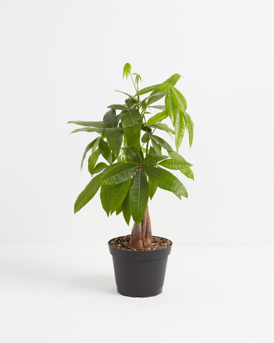 Quarterly Pet Friendly Plant Subscription, Lively Root, Subscription, , , , 