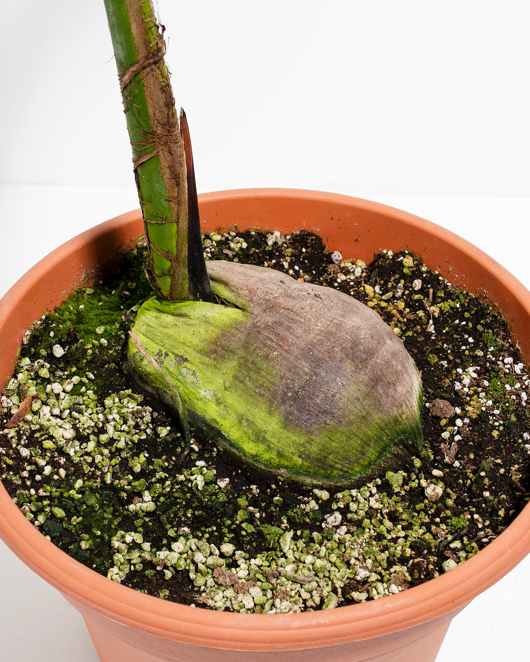 coconut palm roots Coconut Palm Tree For Sale Including Care Guide