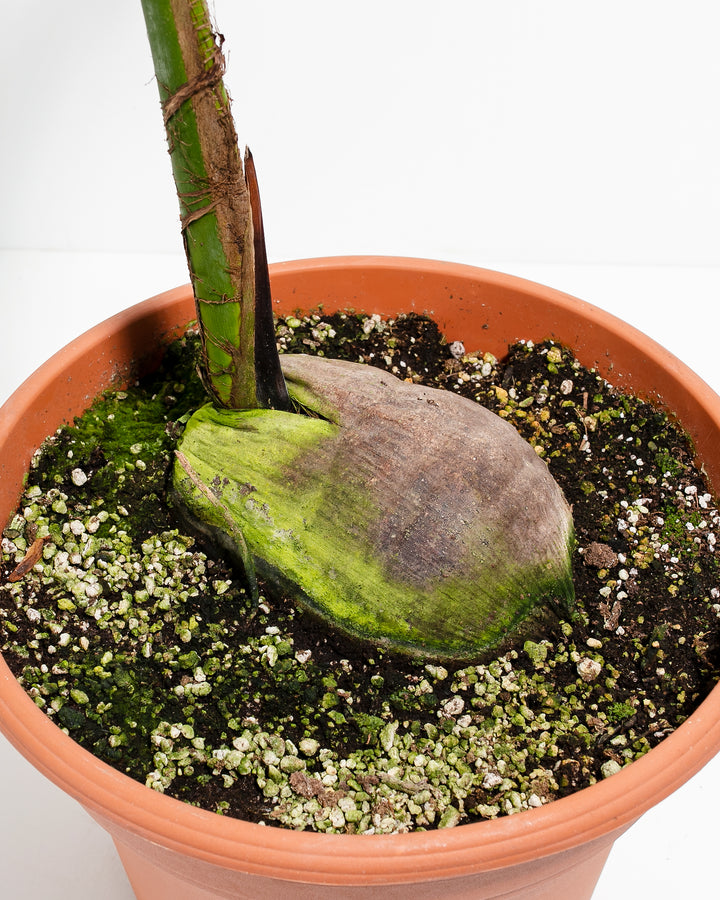 coconut palm indoor plant Coconut Palm Tree For Sale Including Care Guide