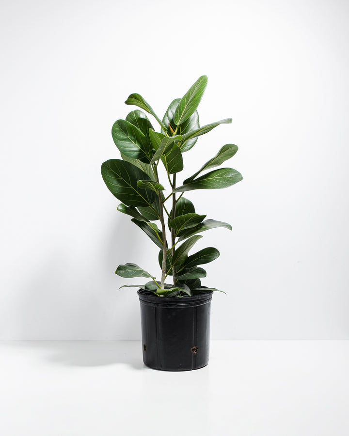 Ficus Audrey