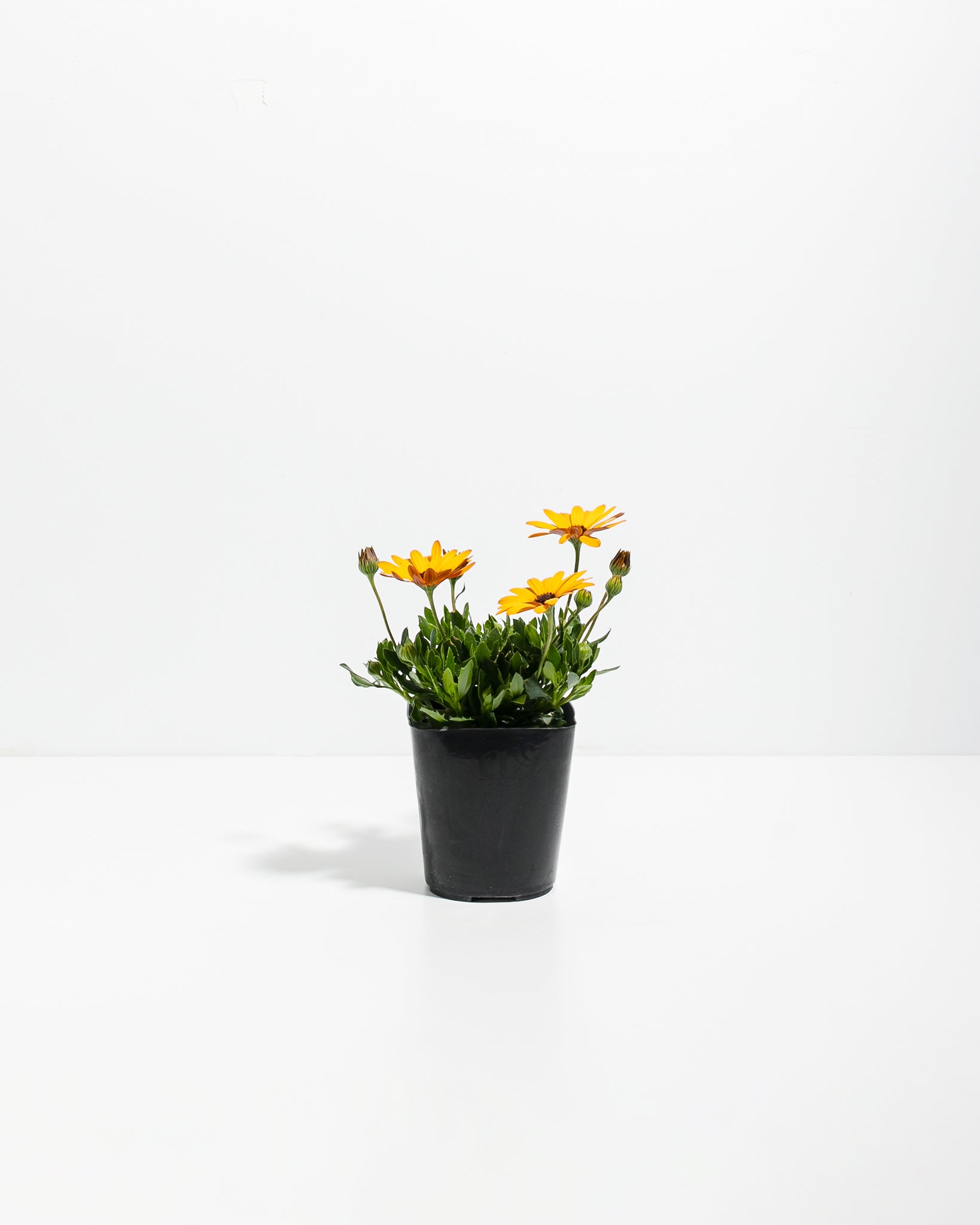 Gold African Daisy - Thumbnail 4