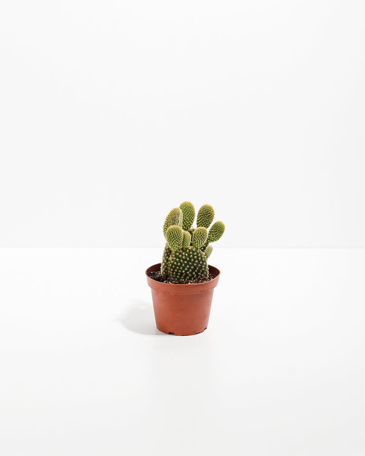 bunny succulent plants for sale Bunny Ear Cactus