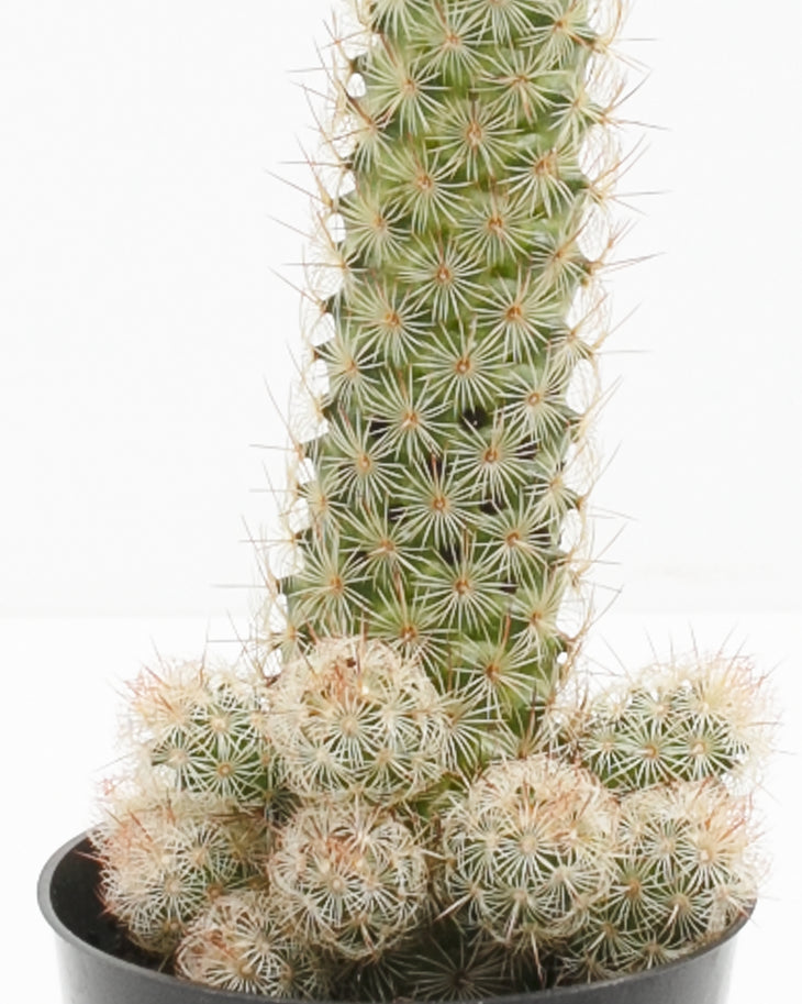 Lady Finger Cactus