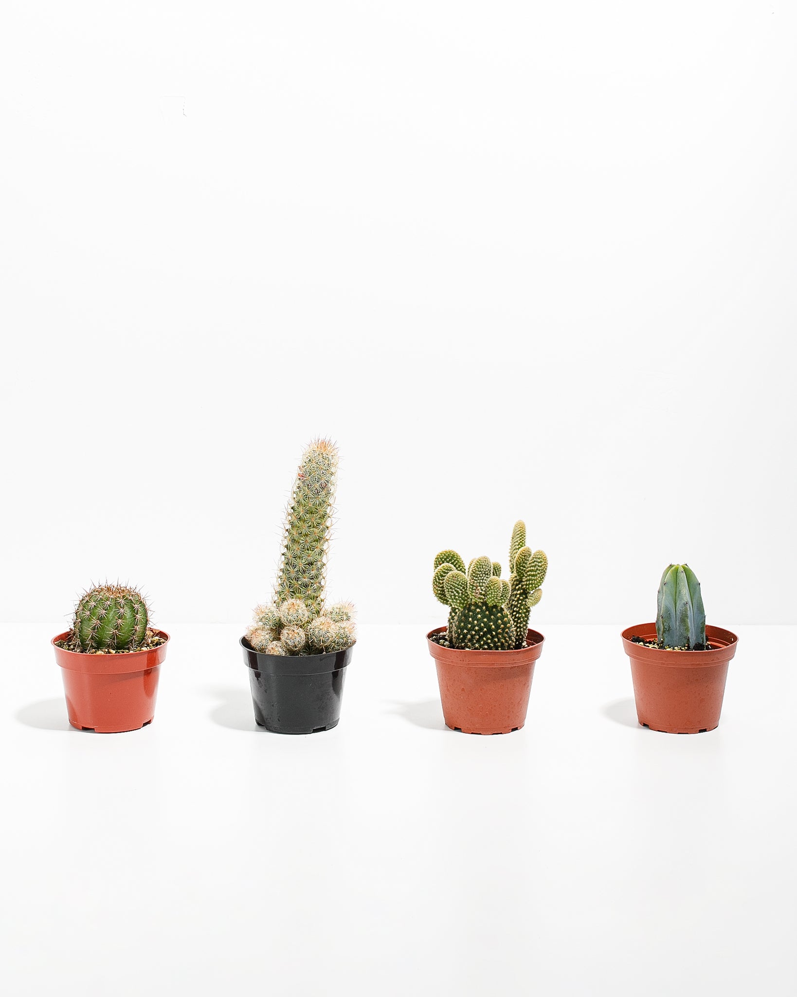 Cool Cactus Collection | Lively Root